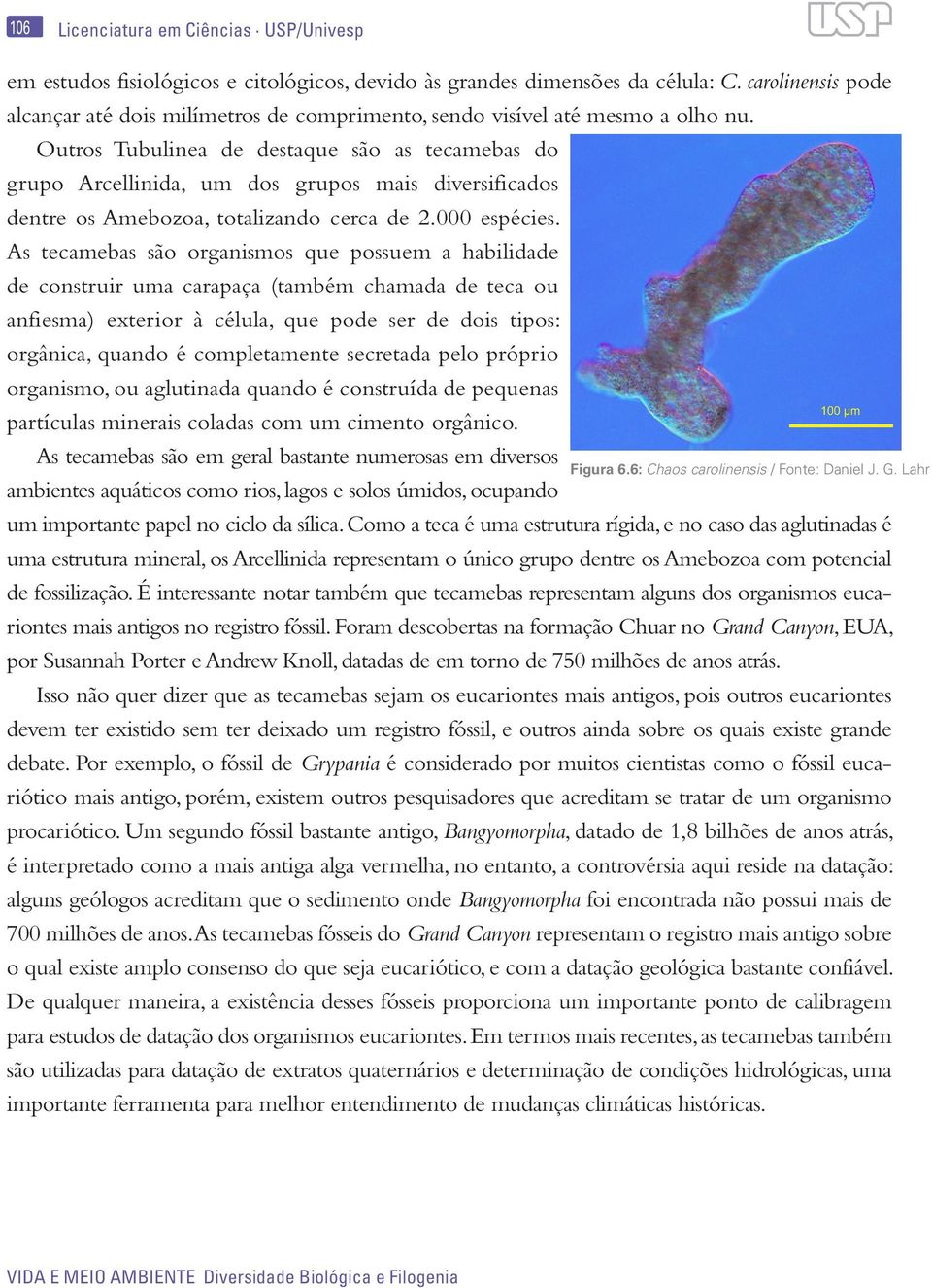 Outros Tubulinea de destaque são as tecamebas do grupo Arcellinida, um dos grupos mais diversificados dentre os Amebozoa, totalizando cerca de 2.000 espécies.