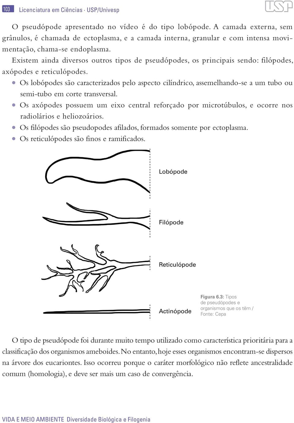 Existem ainda diversos outros tipos de pseudópodes, os principais sendo: filópodes, axópodes e reticulópodes.