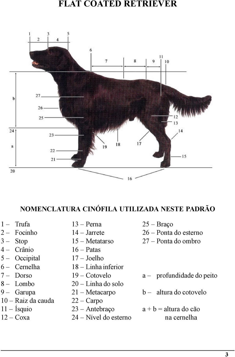 inferior 7 Dorso 19 Cotovelo a profundidade do peito 8 Lombo 20 Linha do solo 9 Garupa 21 Metacarpo b altura do