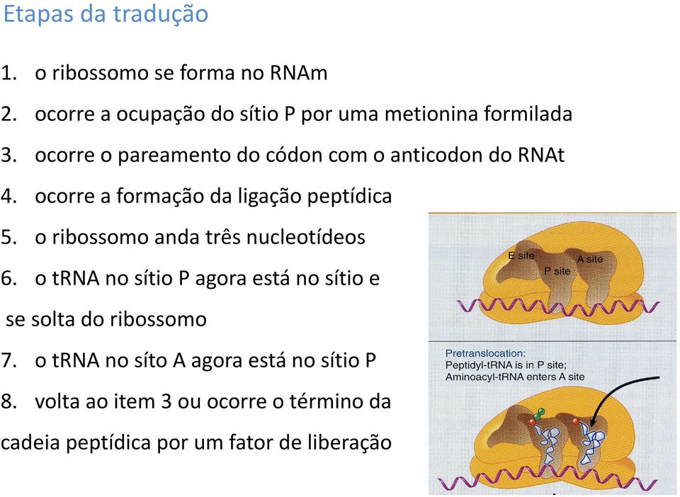 ocorre o pareamento do códon com o anticodon do RNAt 4. ocorre a formação da ligação peptídica 5.