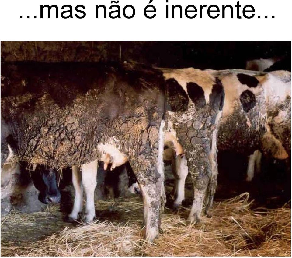 inerente.