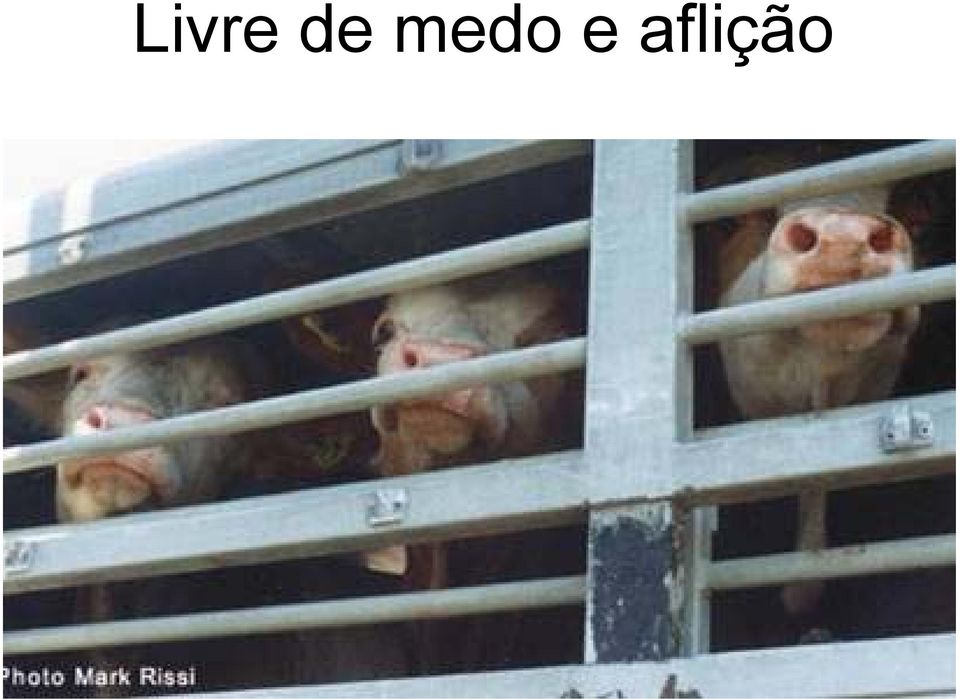 aflição