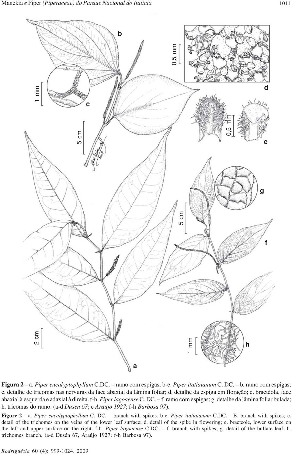 bractéola, face abaxial à esquerda e adaxial à direita. f-h. Piper lagoaense C. DC. f. ramo com espigas; g. detalhe da lâmina foliar bulada; h. tricomas do ramo.