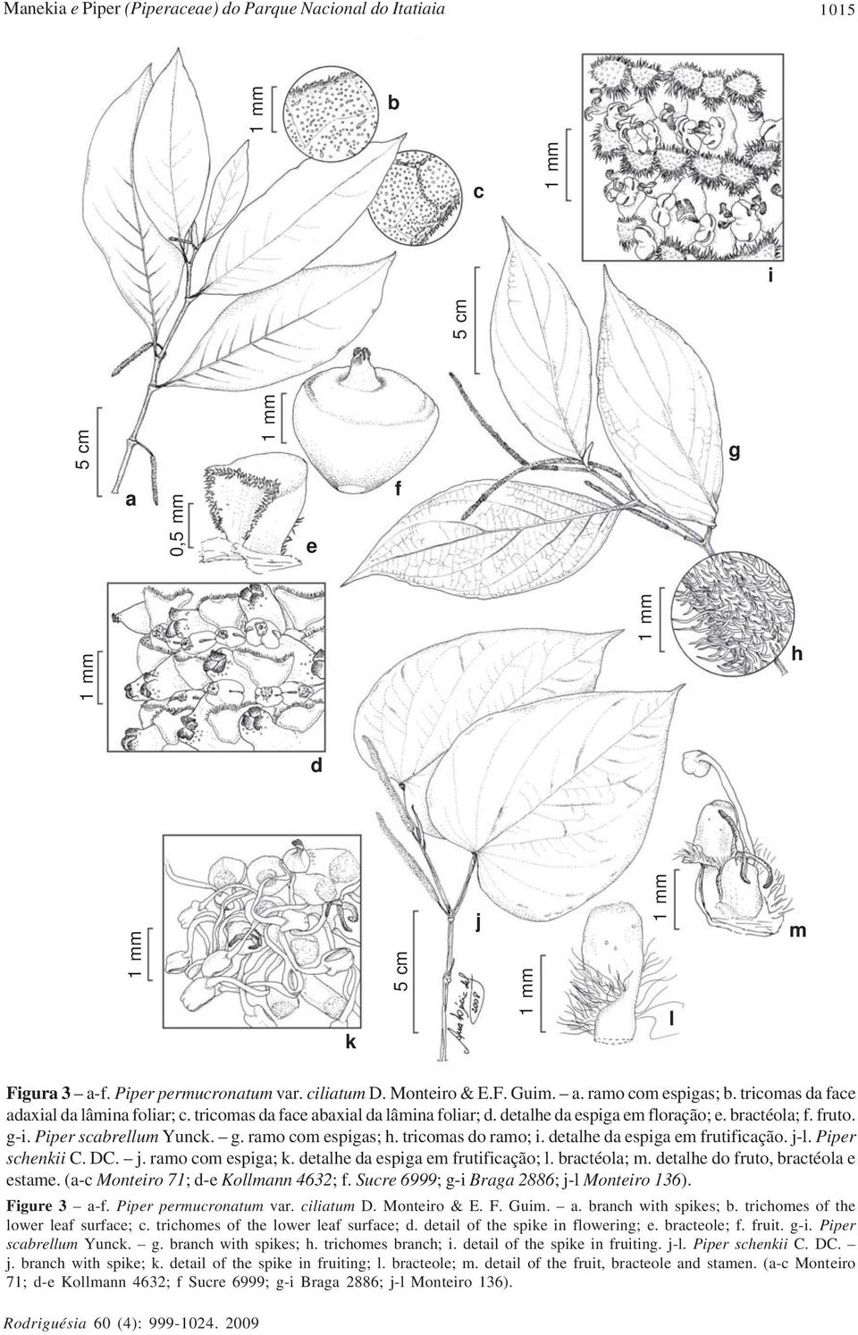 fruto. g-i. Piper scabrellum Yunck. g. ramo com espigas; h. tricomas do ramo; i. detalhe da espiga em frutificação. j-l. Piper schenkii C. DC. j. ramo com espiga; k.