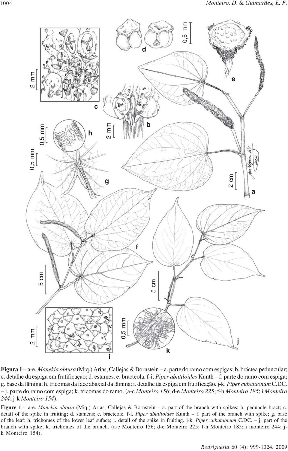 tricomas da face abaxial da lâmina; i. detalhe da espiga em frutificação. j-k. Piper cubataonum C.DC. j. parte do ramo com espiga; k. tricomas do ramo.