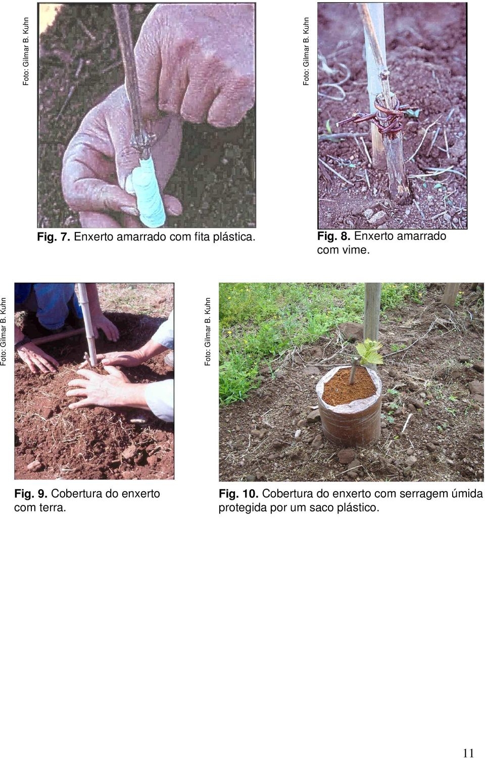 Cobertura do enxerto com terra. Fig. 10.