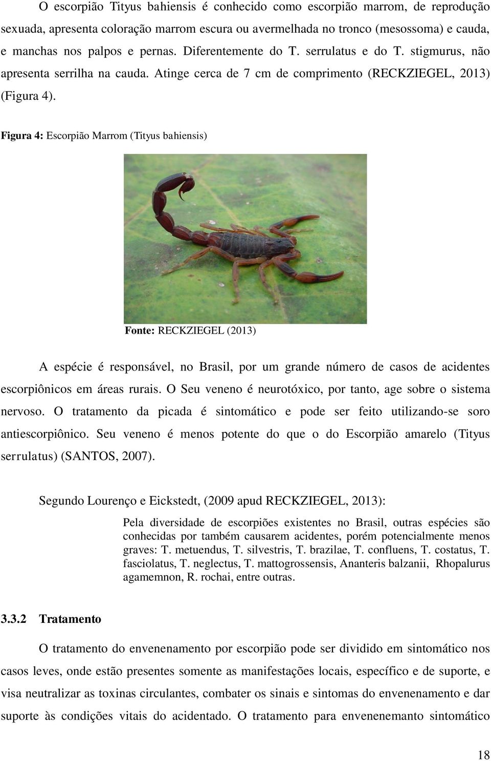 Figura 4: Escorpião Marrom (Tityus bahiensis) Fonte: RECKZIEGEL (2013) A espécie é responsável, no Brasil, por um grande número de casos de acidentes escorpiônicos em áreas rurais.