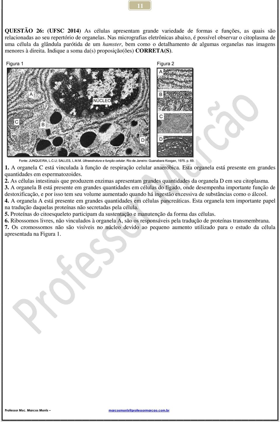 Indique a soma da(s) proposição(ões) CORRETA(S). 1. A organela C está vinculada à função de respiração celular anaeróbica. Esta organela está presente em grandes quantidades em espermatozoides. 2.