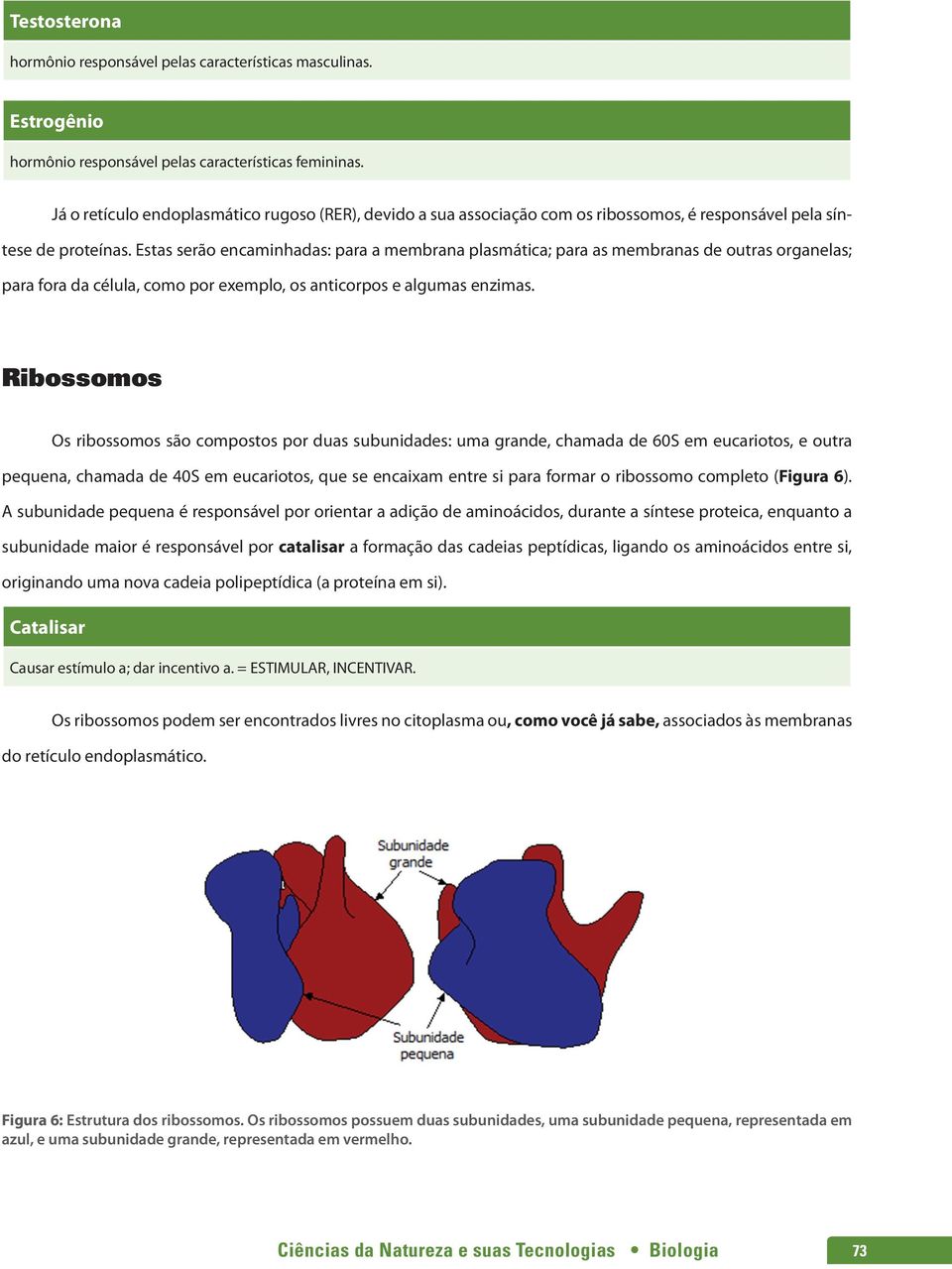 Estas serão encaminhadas: para a membrana plasmática; para as membranas de outras organelas; para fora da célula, como por exemplo, os anticorpos e algumas enzimas.