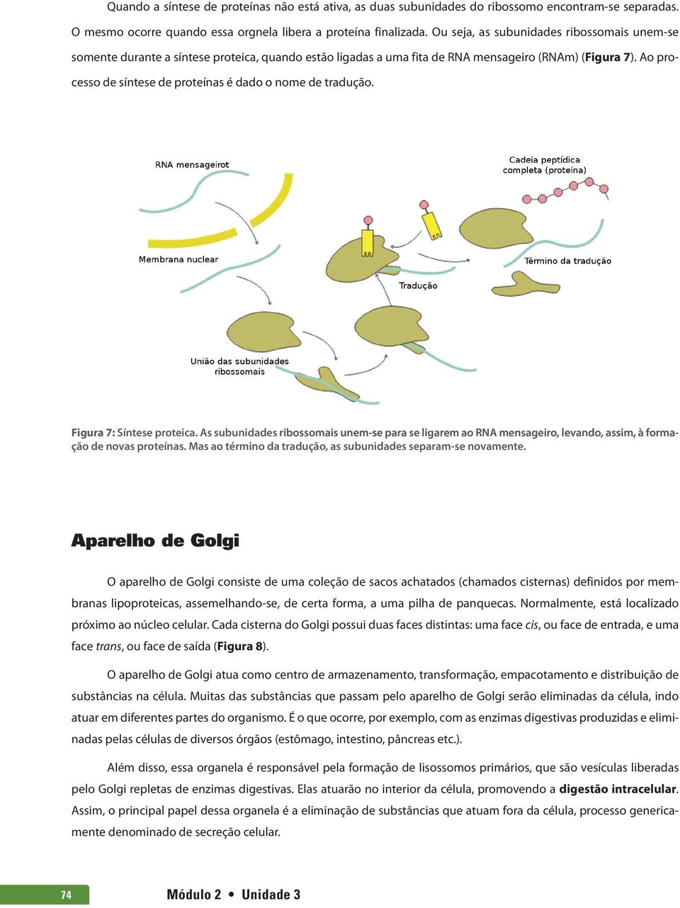 Ao processo de síntese de proteínas é dado o nome de tradução. Figura 7: Síntese proteica.