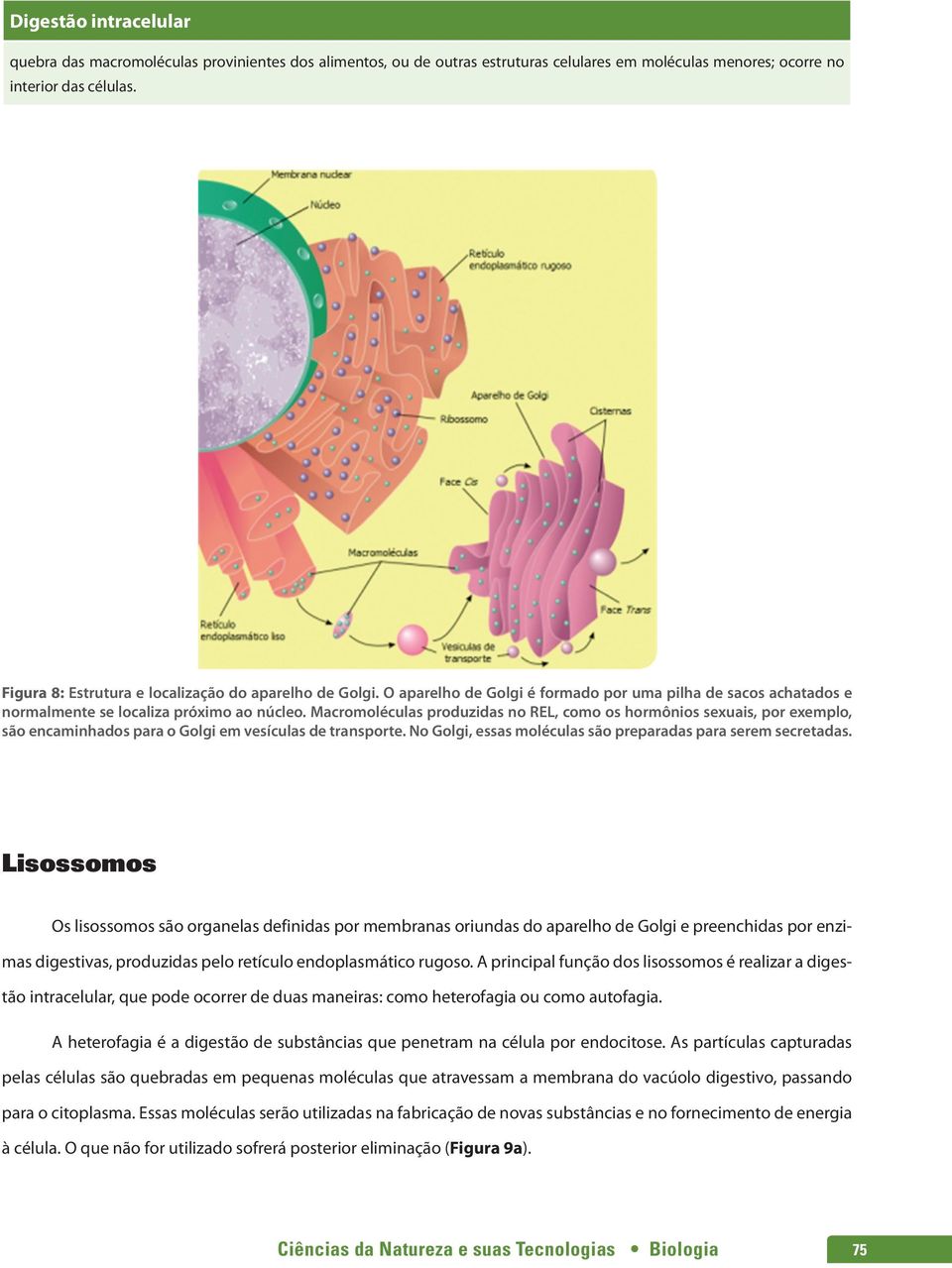 Macromoléculas produzidas no REL, como os hormônios sexuais, por exemplo, são encaminhados para o Golgi em vesículas de transporte. No Golgi, essas moléculas são preparadas para serem secretadas.