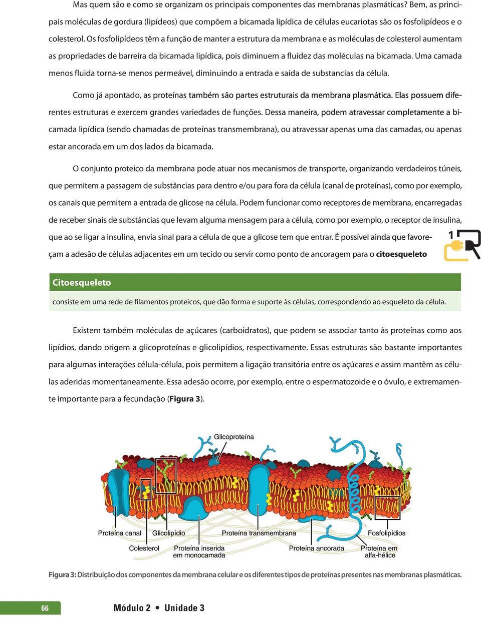 Os fosfolipídeos têm a função de manter a estrutura da membrana e as moléculas de colesterol aumentam as propriedades de barreira da bicamada lipídica, pois diminuem a fluidez das moléculas na