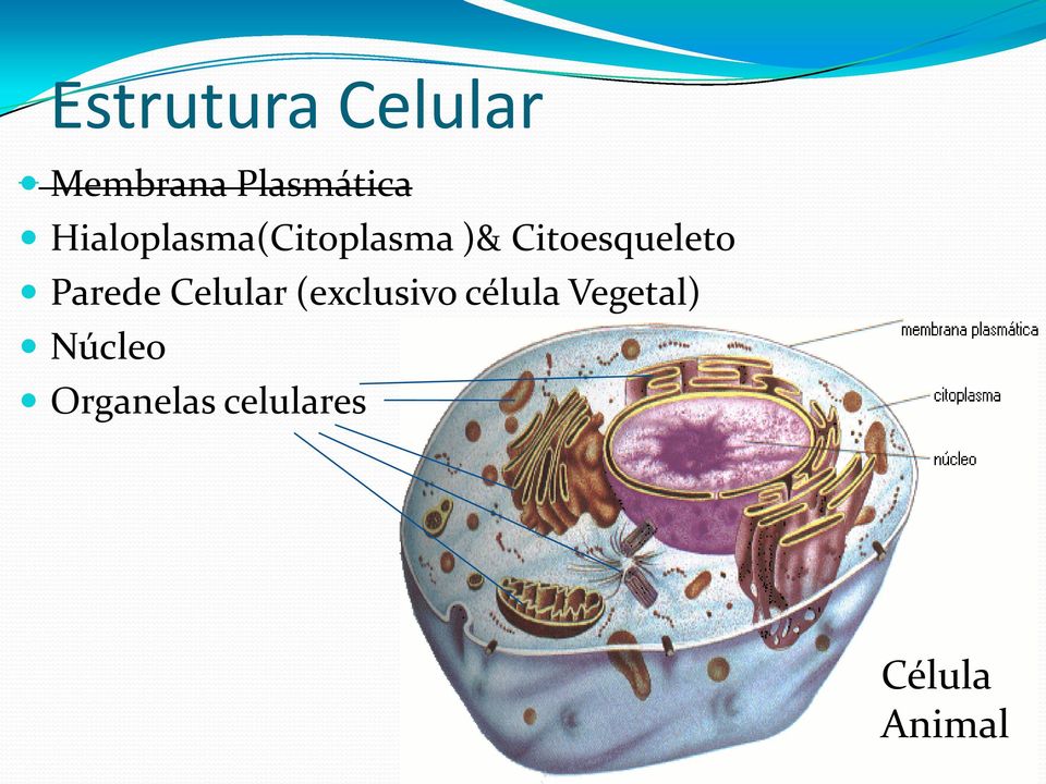 Parede Celular (exclusivo célula