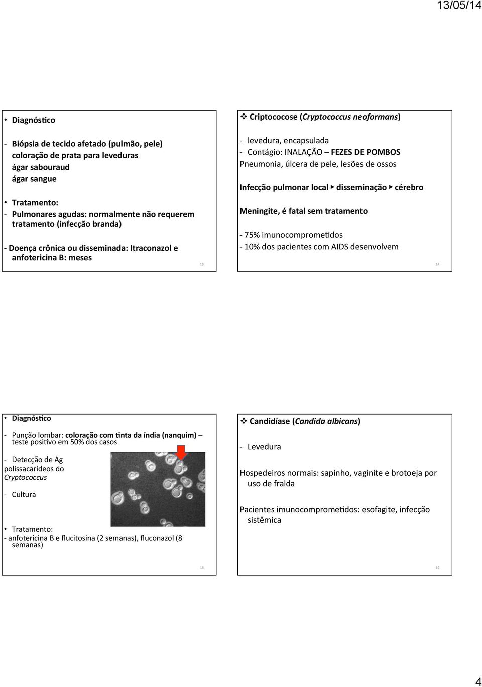 Infecção pulmonar local disseminação cérebro Meningite, é fatal sem tratamento - 75% imunocompromeodos - 10% dos pacientes com AIDS desenvolvem 14 - Punção lombar: coloração com 9nta da índia