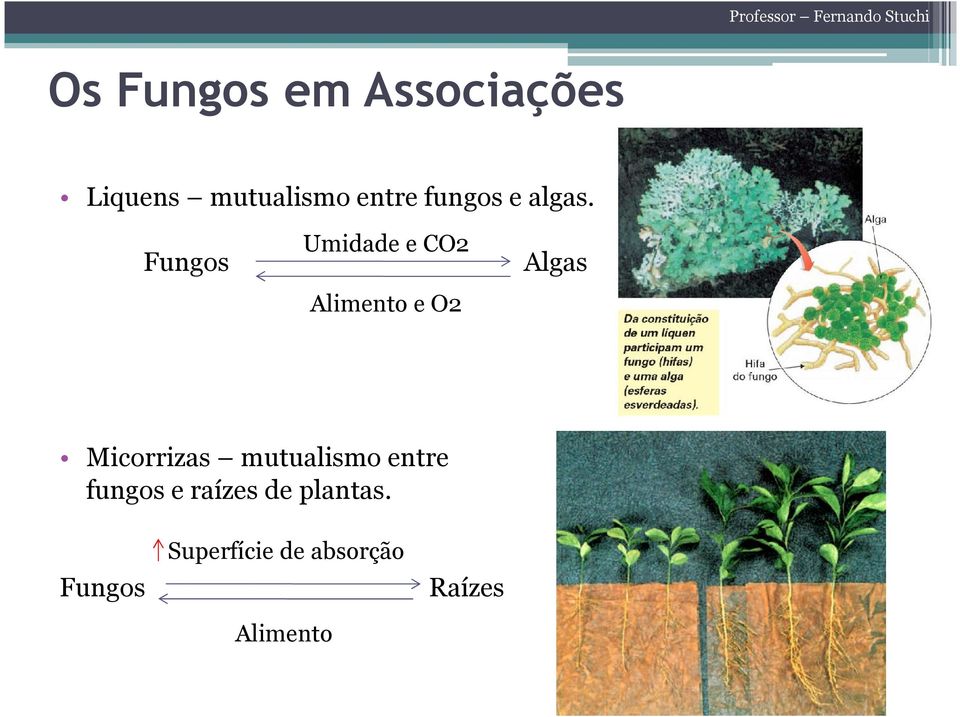 Fungos Umidade e CO2 Alimento e O2 Micorrizas