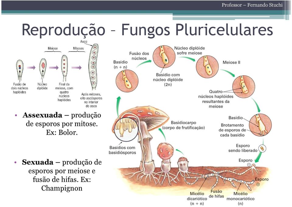 mitose. Ex: Bolor.