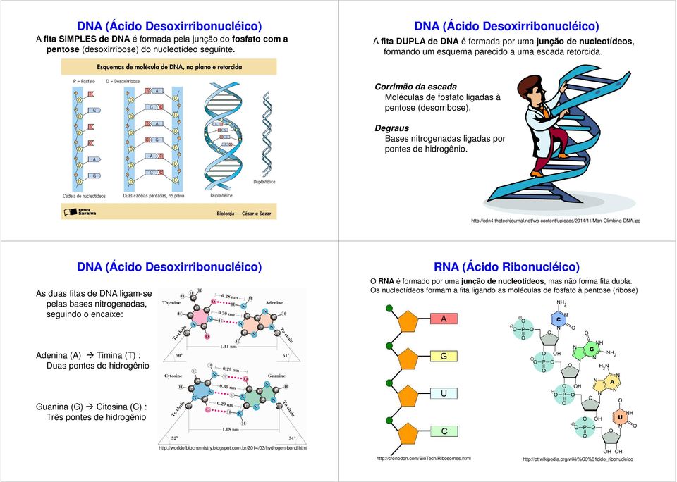 Corrimão da escada Moléculas de fosfato ligadas à pentose (desorribose). Degraus Bases nitrogenadas ligadas por pontes de hidrogênio. http://cdn4.thetechjournal.