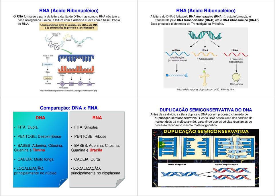 Transcrição da Proteína. http://www.sobiologia.com.br/conteudos/citologia2/acnucleico6.php http://adelianetorres.blogspot.com.br/2013/01/rna.