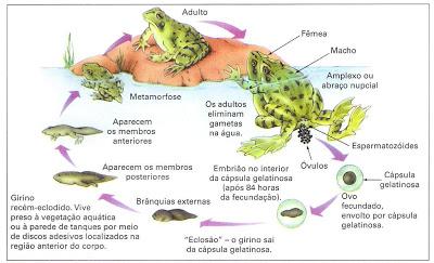 Transformações