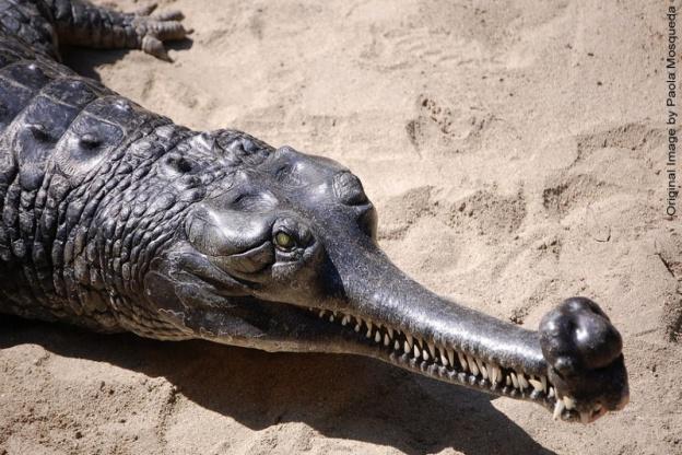 Os Crocodilianos: Entre os escamados encontramos: os crocodilos e jacarés; O corpo deles é coberto por escamas e