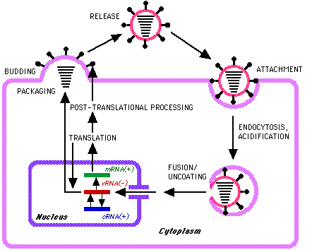 INFLUENZA Replicação Viral Brotamento Adsorção via H Entra na células via vesículas