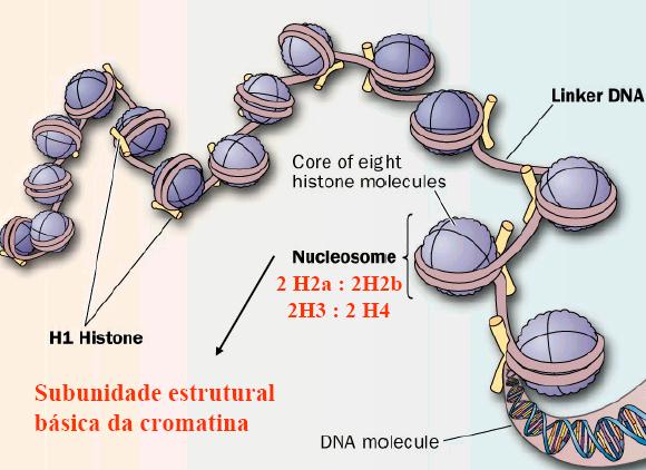 As histonas têm um papel estrutural importante (H1,