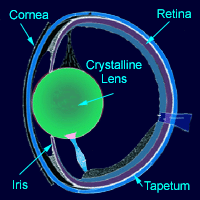 Olhos Os olhos não possuem