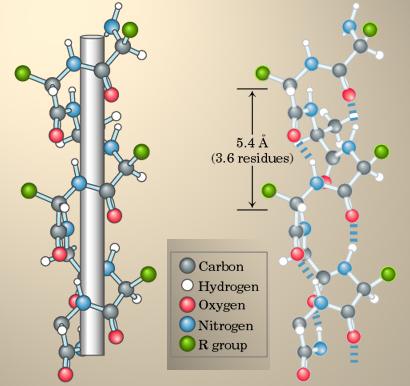 7 H N O - H H + ' N H O A principal técnica experimental usada na elucidação das estruturas secundárias das proteínas foi a análise por difração de raios-x.