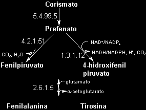3. FENILALANINA e E TIROSINA ne Estes aminoácidos, juntamente com o triptofano, compõem a família dos aminoácidos aromáticos.
