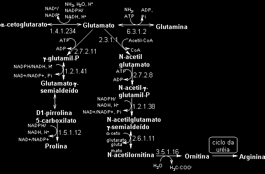 5. GLUTAMATO ne, GLUTAMINA ne, PROLINA ne e ARGININA ne A formação de glutamato e glutamina a partir de a- cetoglutarato envolve apenas os processos de transaminação, responsáveis pelo transporte de