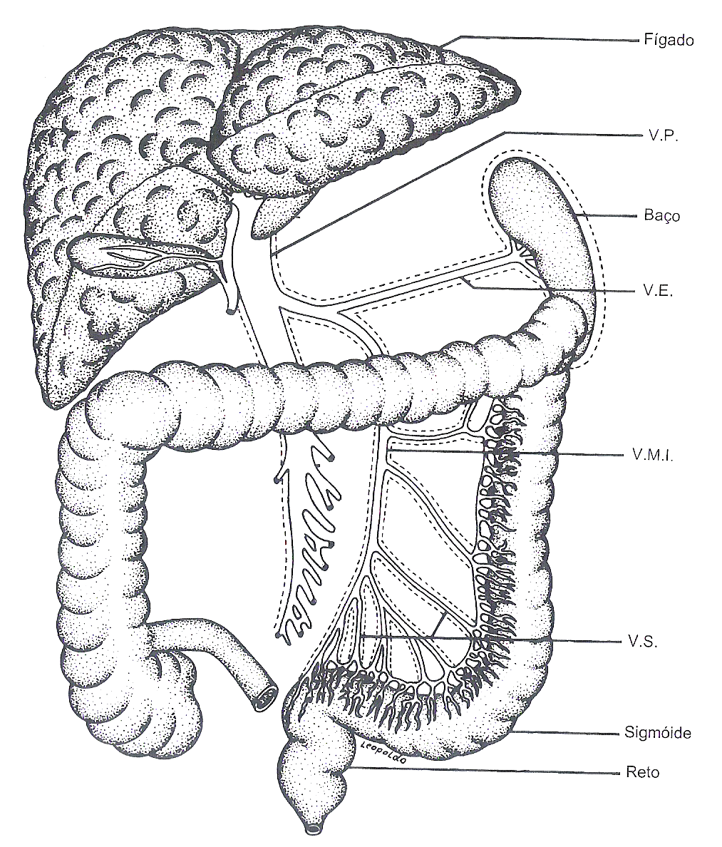 Circulação portal Vp: veia porta Ve: veia esplênica VMI: veia
