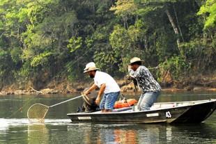 Proteção de espécies Políticas e ações institucionais: leis gerais para regulamentar caça, pesca, extração e comercialização, estudos de impacto,