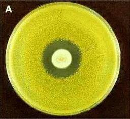 Penicillium (1943) -