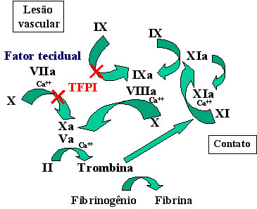 Fisiologia da coagulação, anticoagulação e fibrinólise na rotina da avaliação da hemostasia: o TP/INR e o TTPA, que são de particular importância no diagnóstico de anormalidades hemostáticas e na