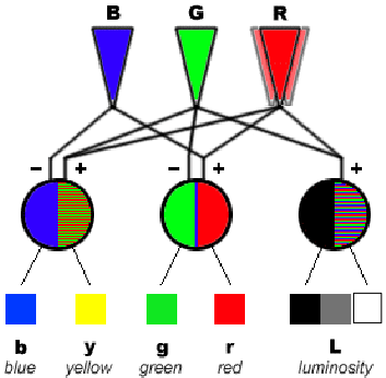 Compreendendo a cor Quatro sensores de luz na retina, 3 responsáveis pela percepção das cores Rodopsina - responsável pela captação de intensidades de luz Opsina I, II, III - responsáveis por captar