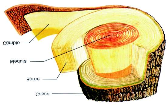 Estrutura da madeira!casca: responsável pela protecção do tronco.
