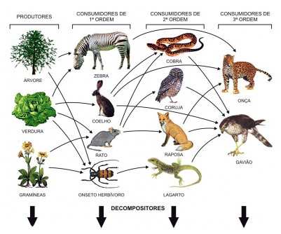 denominadas teias ou redes alimentares. A Teia Alimentar representa uma verdadeira situação encontrada em um ecossistema, ou seja, várias cadeias interligadas ocorrendo simultaneamente.