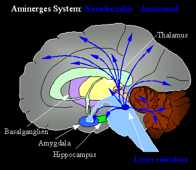 Neurobiologia Modelos Neuroanatômicos Locus ceruleus Estímulos internos e externos Projeções