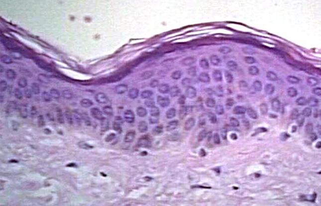 HISTOLOGIA