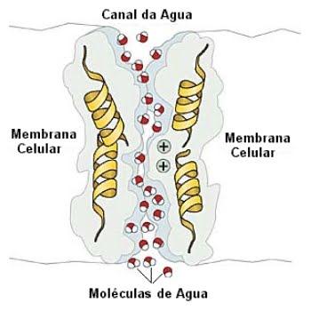 através de uma membrana sem qualquer gasto de energia, portanto.