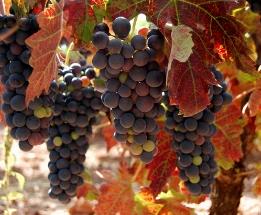 LA RIOJA E NAVARRA 5 dias Santo Domingo de la Calzada Vitoria Pamplona Taflla Olite Logroño Tudela 1º DIA: ORIGEM LA RIOJA Saída dos locais de origem e viagem em autocarro grande turismo, Paragens