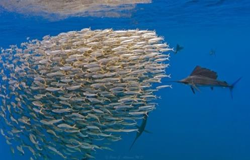 Prey Instinto natural do peixe para encontrar comida, ou seja, o movimento dos peixes é direcionado pela concentração de comida na água; O peixe move-se na direção de posições aleatórias, dentro da