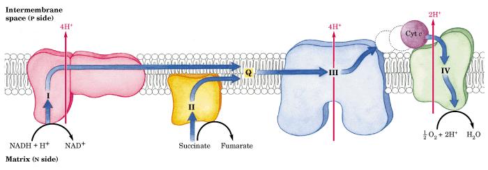 Membrana externa