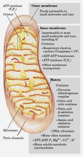 Estrutura da