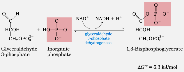 Gliceraldeido 3-fosfato desidrogenase (1) Produto desta reação contém energia para fosforilar ADP em ATP