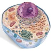 mitocondrial Destruição do Acetil Libera CO2, H+ e ATP Nas CRISTAS