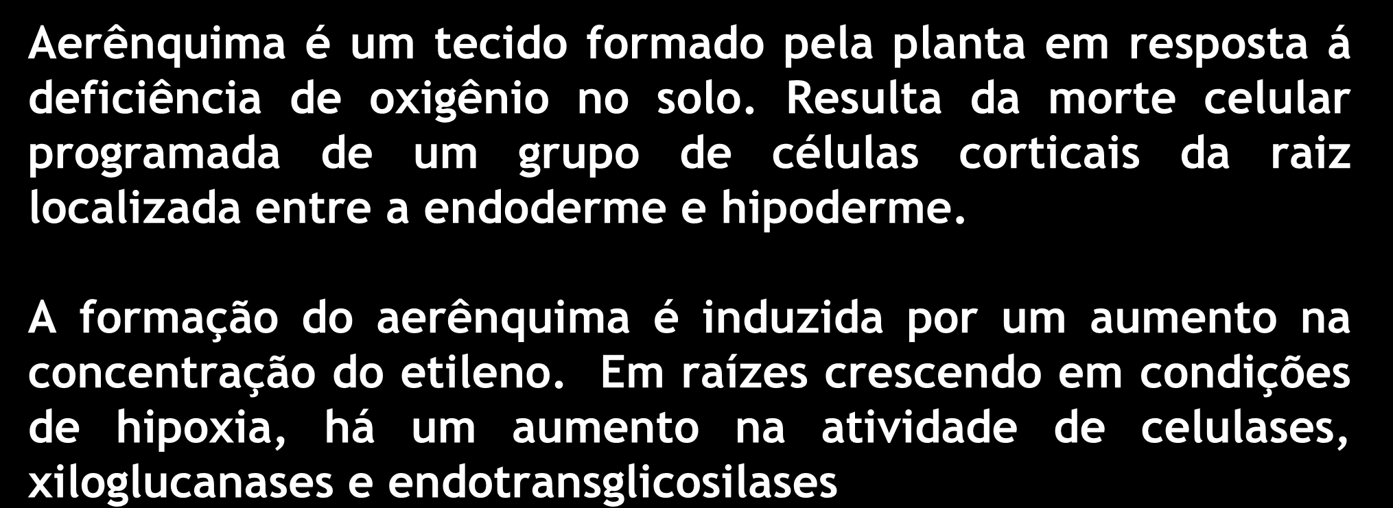 Como algumas plantas sobrevivem em solos alagados? AERÊNQUIMA Aerênquima é um tecido formado pela planta em resposta á deficiência de oxigênio no solo.