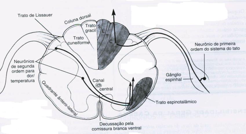 VIAS DA DOR: NEURÔNIO DE 2A.