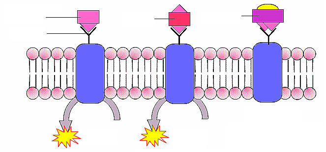 ligante endógeno receptor agonista