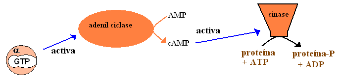 o Características dos